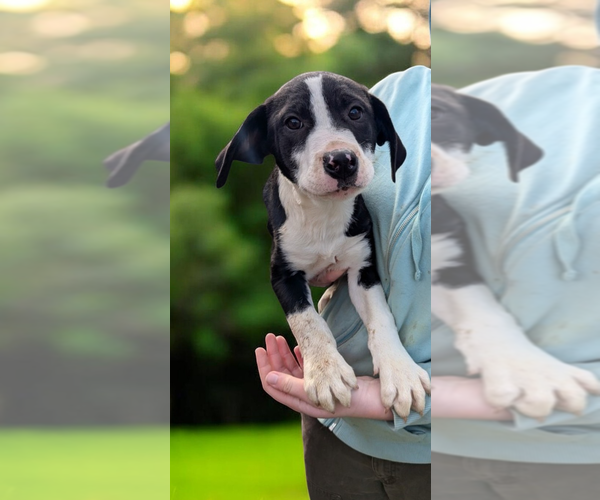 Medium Photo #9 Boxer-Unknown Mix Puppy For Sale in garner, NC, USA