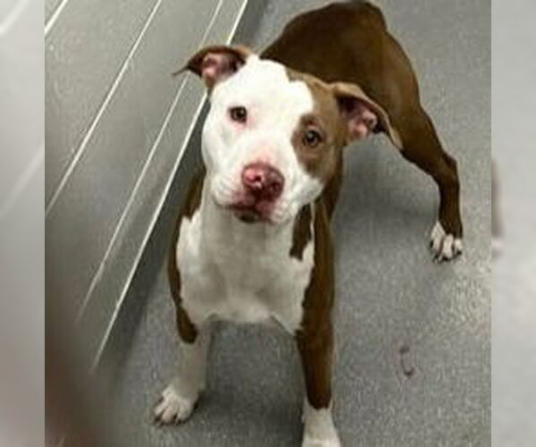 Medium Photo #1 American Staffordshire Terrier-Unknown Mix Puppy For Sale in Boston, MA, USA