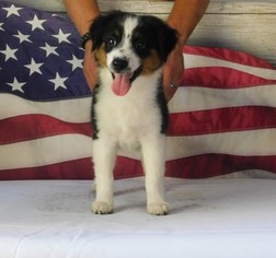 Miniature American Shepherd Puppy for sale in GARYSBURG, NC, USA