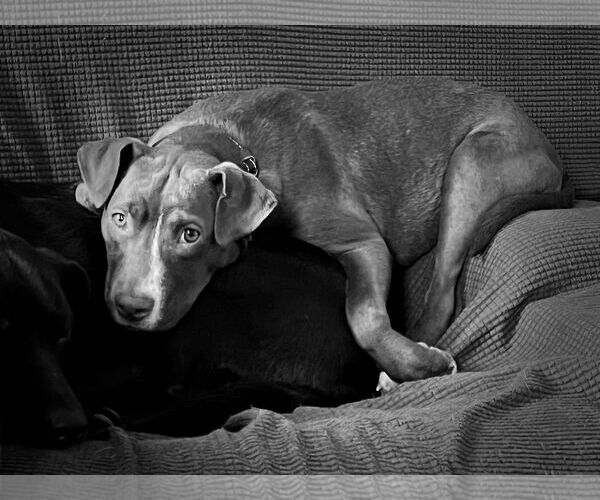 Medium Photo #22 Labrador Retriever-Unknown Mix Puppy For Sale in Mount Laurel, NJ, USA