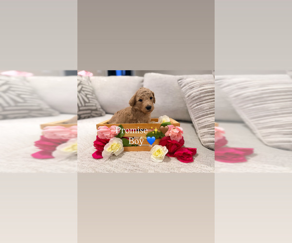 Medium Photo #2 Goldendoodle Puppy For Sale in JACKSONVILLE, FL, USA