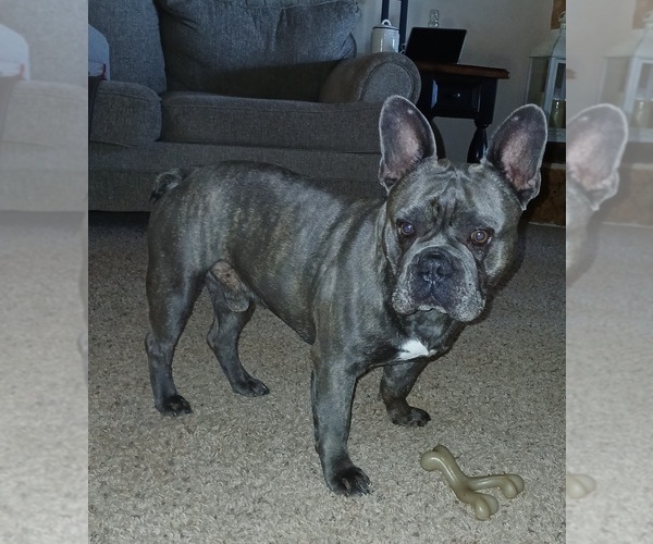 Medium Photo #1 French Bulldog Puppy For Sale in GODLEY, TX, USA