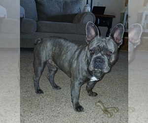 French Bulldog Puppy for sale in GODLEY, TX, USA