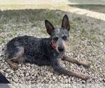 Small Mutt