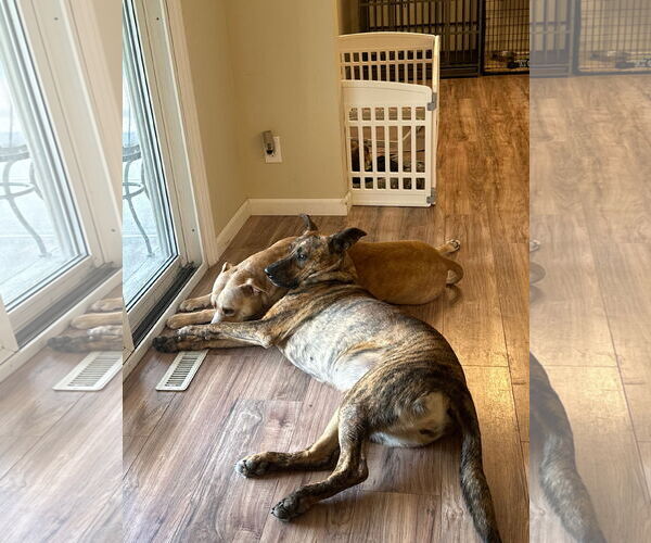 Medium Photo #3 American Pit Bull Terrier-German Shepherd Dog Mix Puppy For Sale in Germantown, OH, USA