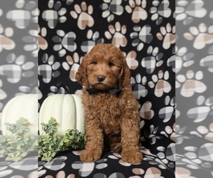 Goldendoodle (Miniature) Puppy for sale in OXFORD, PA, USA