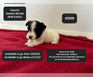 Morkie Puppy for sale in TUCSON, AZ, USA