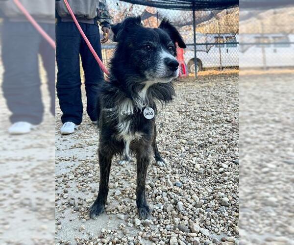 Medium Photo #2 Border Collie-Unknown Mix Puppy For Sale in Forestville, MD, USA