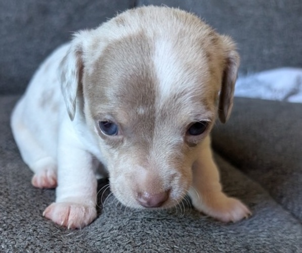 Medium Photo #10 Chiweenie Puppy For Sale in CAMANO ISLAND, WA, USA