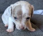 Small Photo #10 Chiweenie Puppy For Sale in CAMANO ISLAND, WA, USA