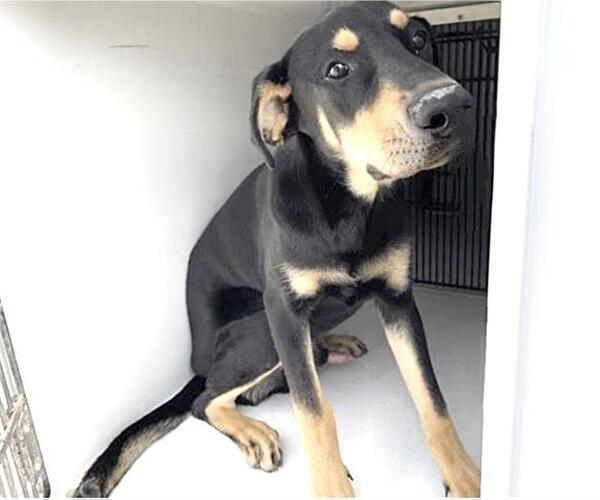 Medium Photo #1 Labrador Retriever Puppy For Sale in Houston, TX, USA