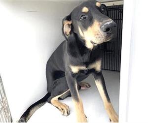 Labrador Retriever Dogs for adoption in Houston, TX, USA