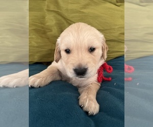 Golden Retriever Puppy for sale in SAN MARCOS, TX, USA