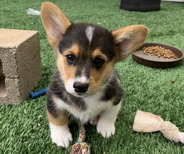 Medium Photo #13 Pembroke Welsh Corgi Puppy For Sale in BURLESON, TX, USA