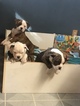 Small Photo #3 American Bulldog Puppy For Sale in YAKIMA, WA, USA