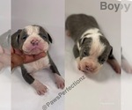 Small Photo #2 American Bully Puppy For Sale in MEMPHIS, TN, USA