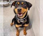 Small #1 Rottweiler