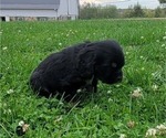 Small Photo #6 Cocker Spaniel Puppy For Sale in WITHEE, WI, USA