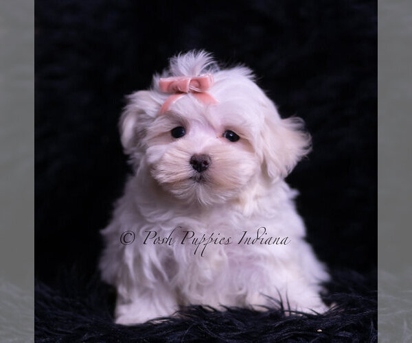Medium Photo #5 Maltese Puppy For Sale in WARSAW, IN, USA