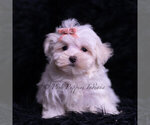 Small #4 Maltese