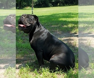 Mother of the Olde English Bulldogge puppies born on 01/31/2022