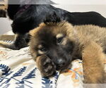 Small #11 German Shepherd Dog