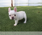 Puppy 1 French Bulldog