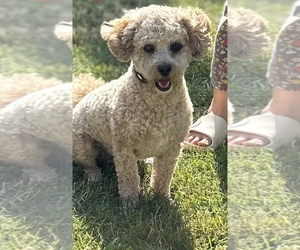 Father of the ShihPoo puppies born on 06/22/2026