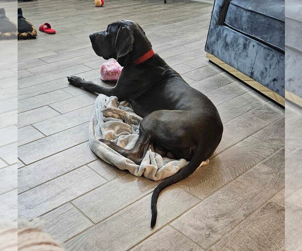 Medium Photo #3 Great Dane Puppy For Sale in Bullard, TX, USA
