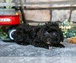 Small Photo #6 Havapoo Puppy For Sale in SUGARCREEK, OH, USA