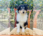 Small Photo #2 Collie Puppy For Sale in OCALA, FL, USA