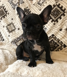 French Bulldog Puppy for sale in CHARLESTON, SC, USA