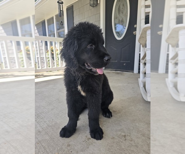 Medium Photo #3 Newfoundland Puppy For Sale in TILTON, IL, USA