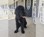 Small #2 Newfoundland