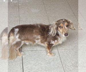 Dachshund Dogs for adoption in York, SC, USA