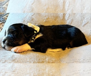 Aussalier Puppy for sale in PICAYUNE, MS, USA
