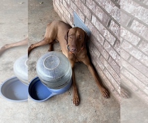 Vizsla Dogs for adoption in ABILENE, TX, USA