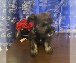 Small #13 Schnauzer (Miniature)