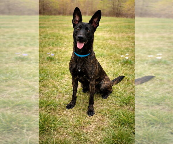 Medium Photo #1 Holland Shepherd-Unknown Mix Puppy For Sale in Cranford, NJ, USA