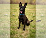 Small Holland Shepherd Mix
