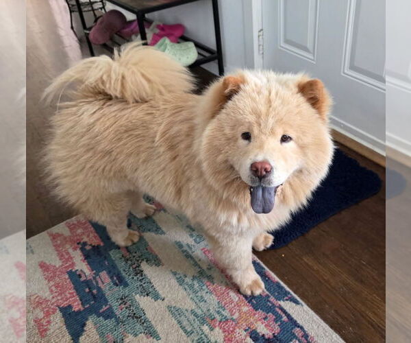 Medium Photo #2 Chow Chow Puppy For Sale in San Antonio, TX, USA