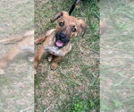Small #4 Black Mouth Cur-Labrador Retriever Mix