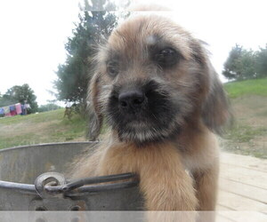 Bea-Tzu Puppy for sale in BUCKLIN, MO, USA