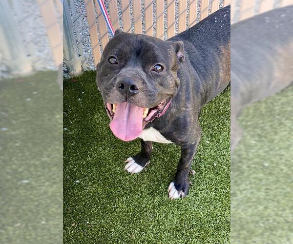 Medium Photo #1 American Pit Bull Terrier Puppy For Sale in Fayetteville, NC, USA