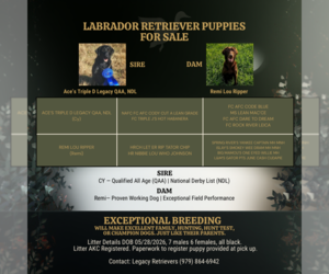 Labrador Retriever Puppy for sale in DANBURY, TX, USA