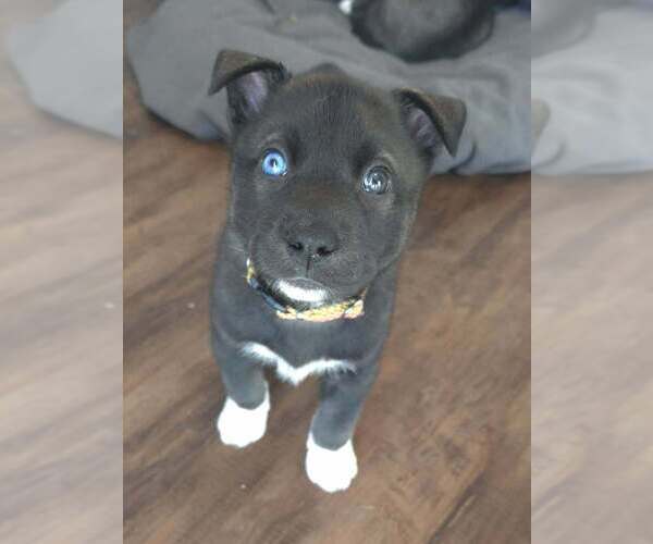 Medium Photo #2 Siberian Husky-Unknown Mix Puppy For Sale in Raleigh, NC, USA