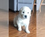 Puppy 6 English Cream Golden Retriever
