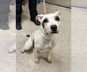 Bullboxer Pit Dogs for adoption in Princeton, MN, USA