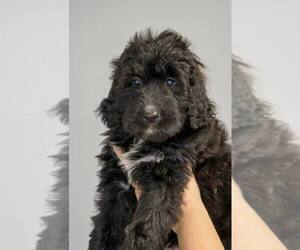 Golden Mountain Doodle Puppy for sale in NOBLESVILLE, IN, USA