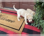 Small #44 Labrador Retriever